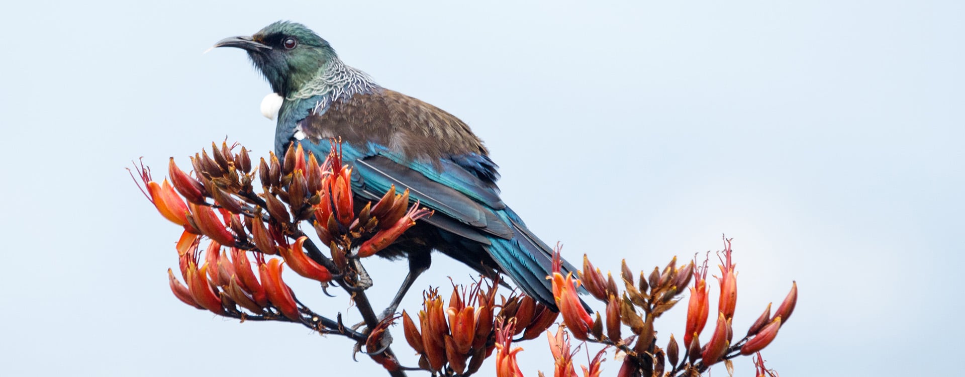 bnr_tui on flax