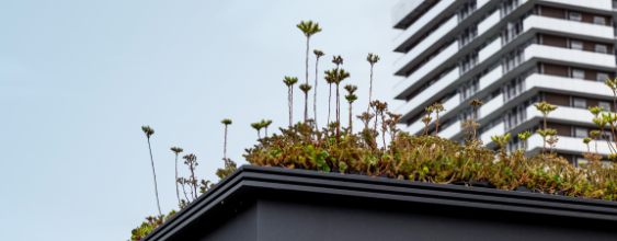 thn-FRL-Cities-3-Roofs