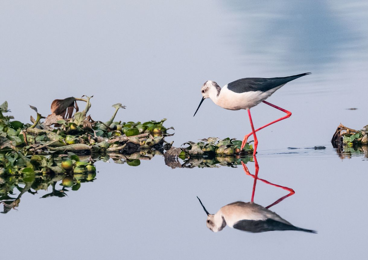 img-bird-nature