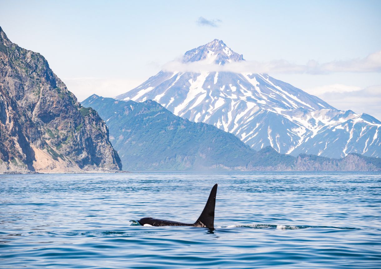 img-nature-orca