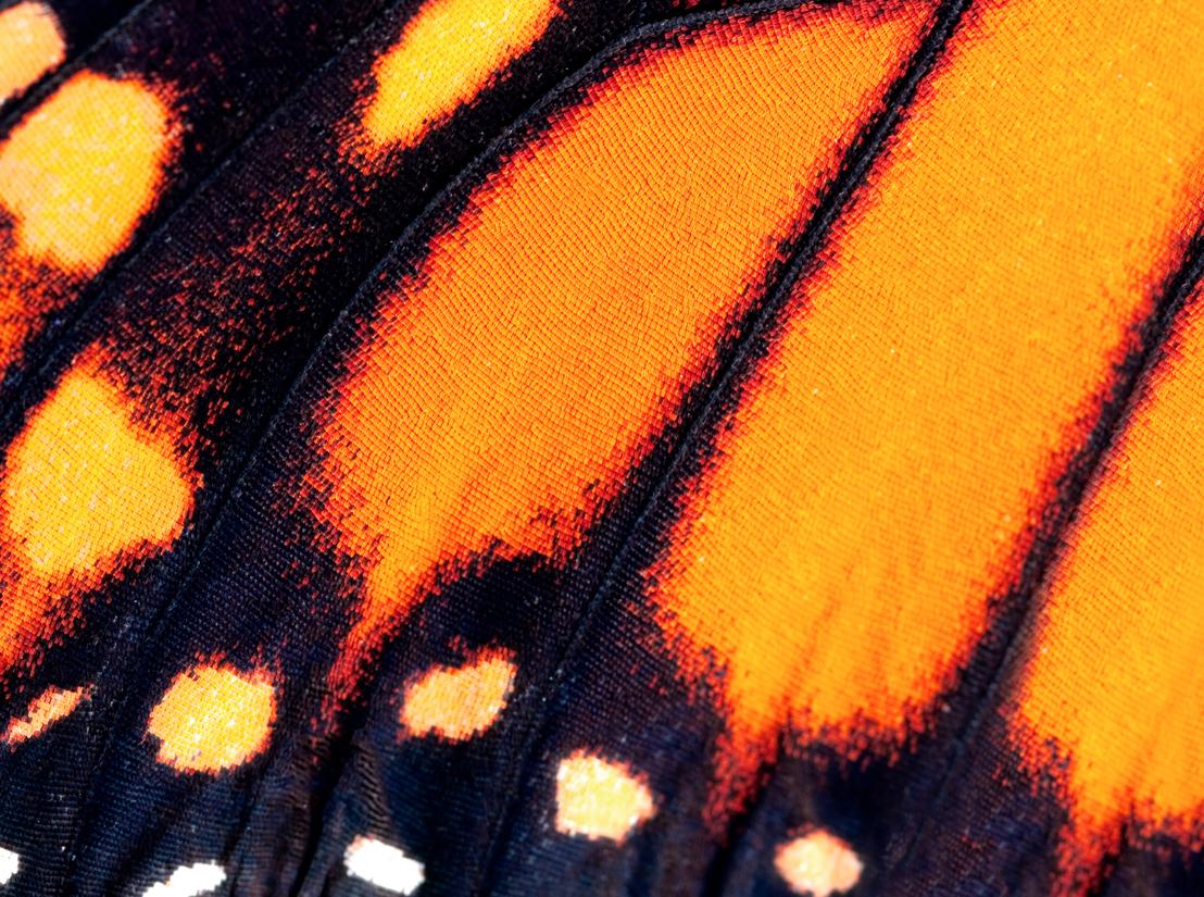 img-FR-aerial-butterfly-monarch-wing-close-up
