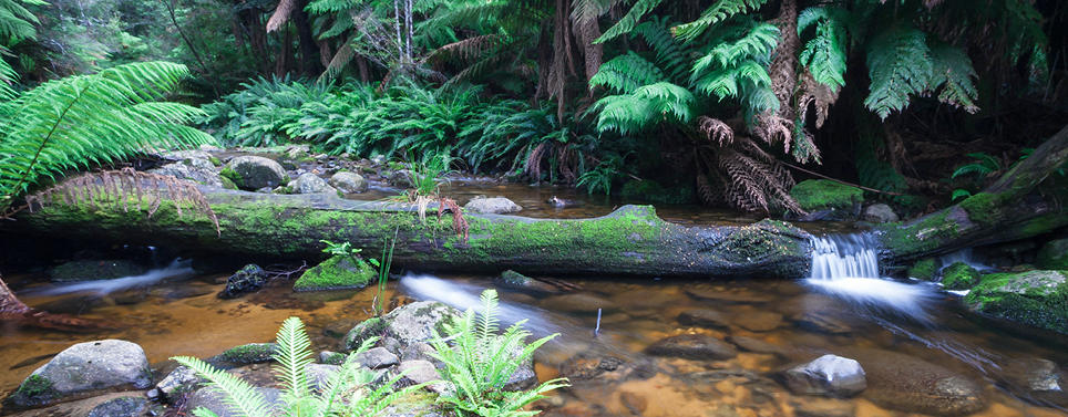 img-build-back-better-diversifying-secure-water-evercreech-stream
