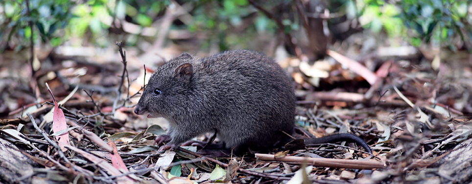 img-build-back-better-long-nosed-potoroo