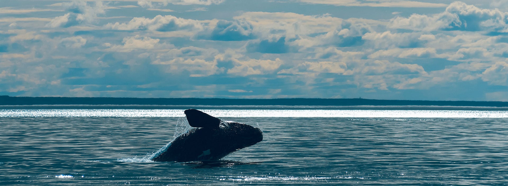 bnr-jumping-whale-1a