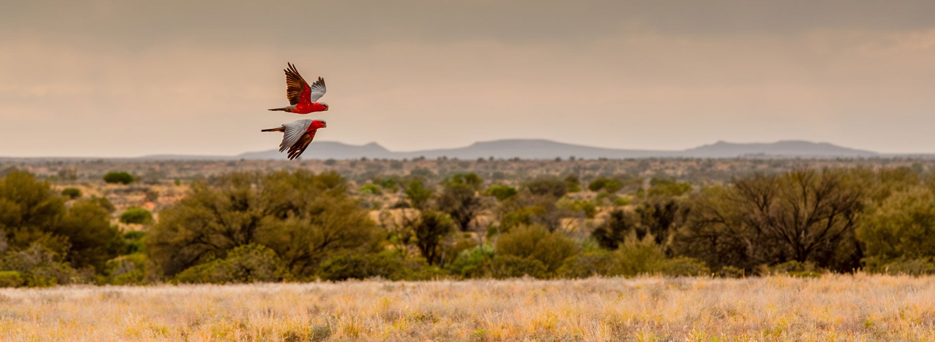 bnr-unlocking-certainty-galah