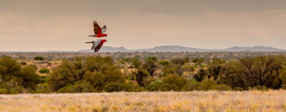 thn-unlocking-certainty-galah