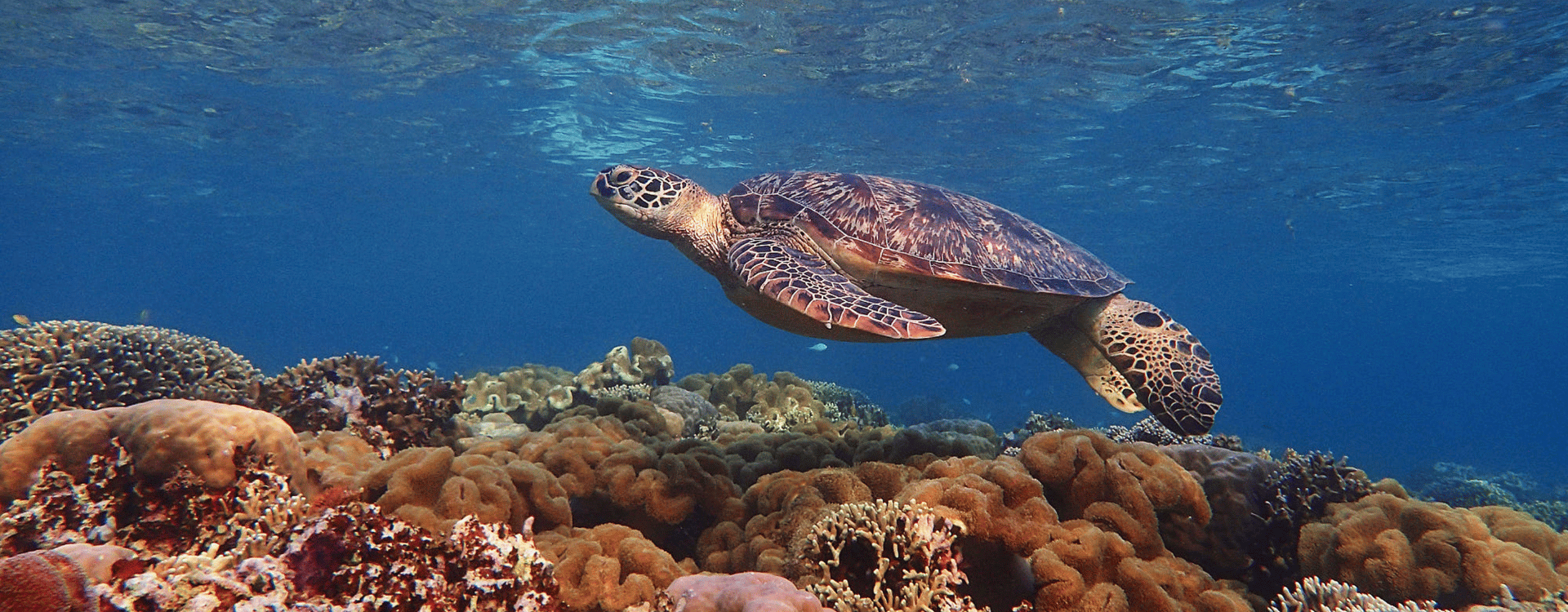 Hero tortuga da oceanos (1)