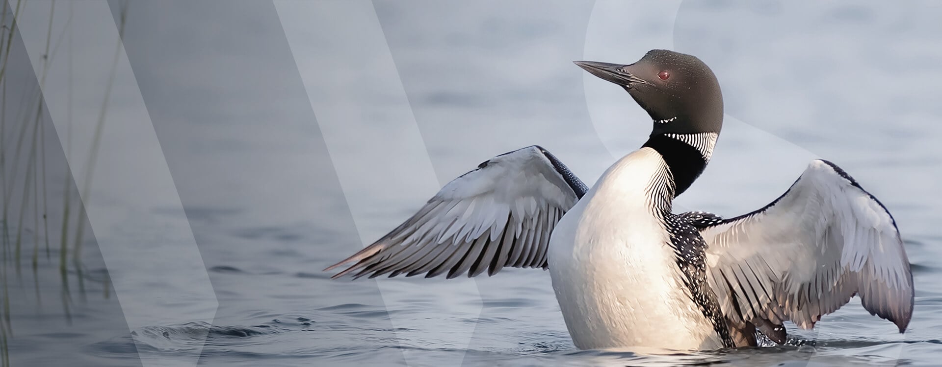 bnr-COP16-Investing-in-Nature