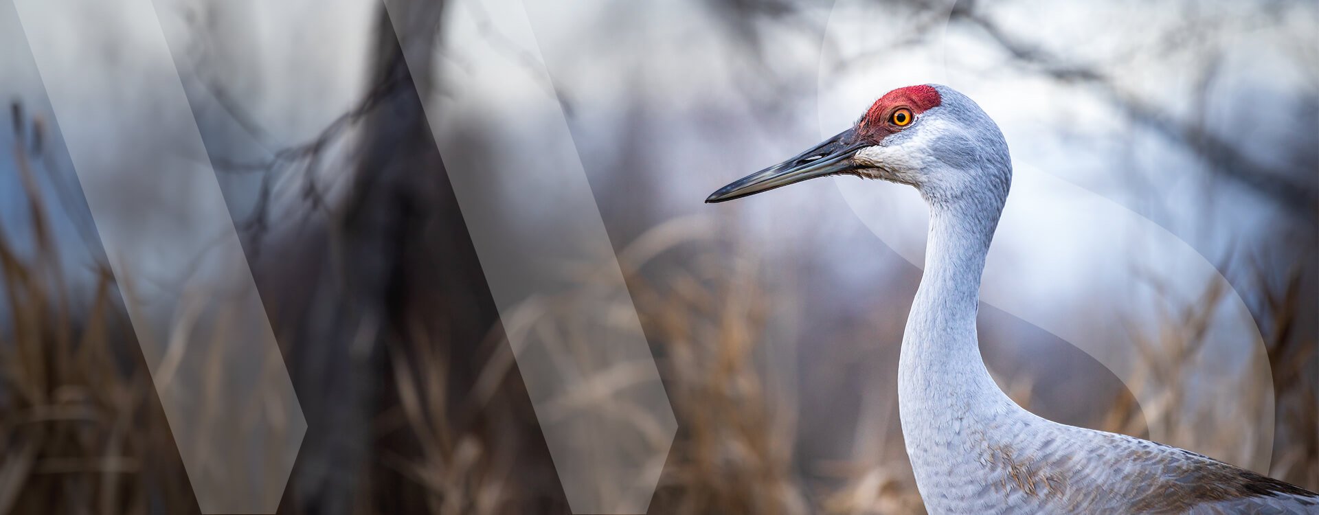 bnr-COP16-The Progress on Biodiversity