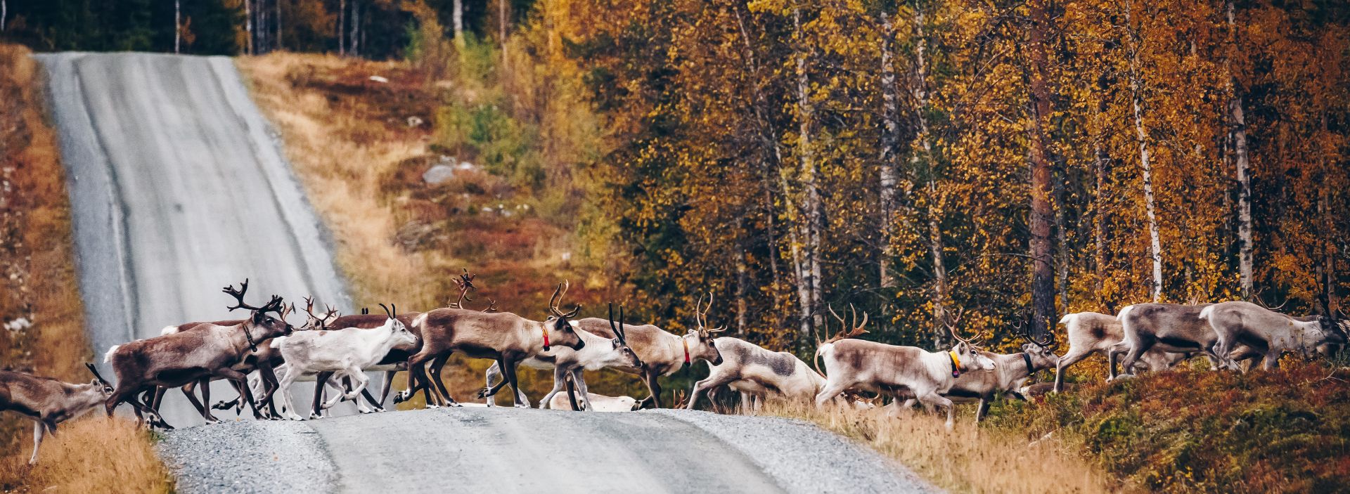 bnrPaljonko maksaa jos menetetaan Lappi