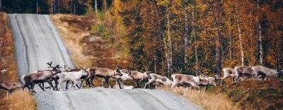 thnPaljonko maksaa jos menetetaan Lappi