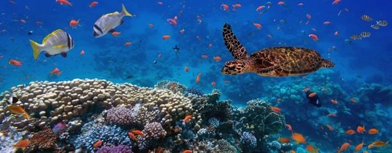 Business Case for Improving Biodiversity -Thumbnail