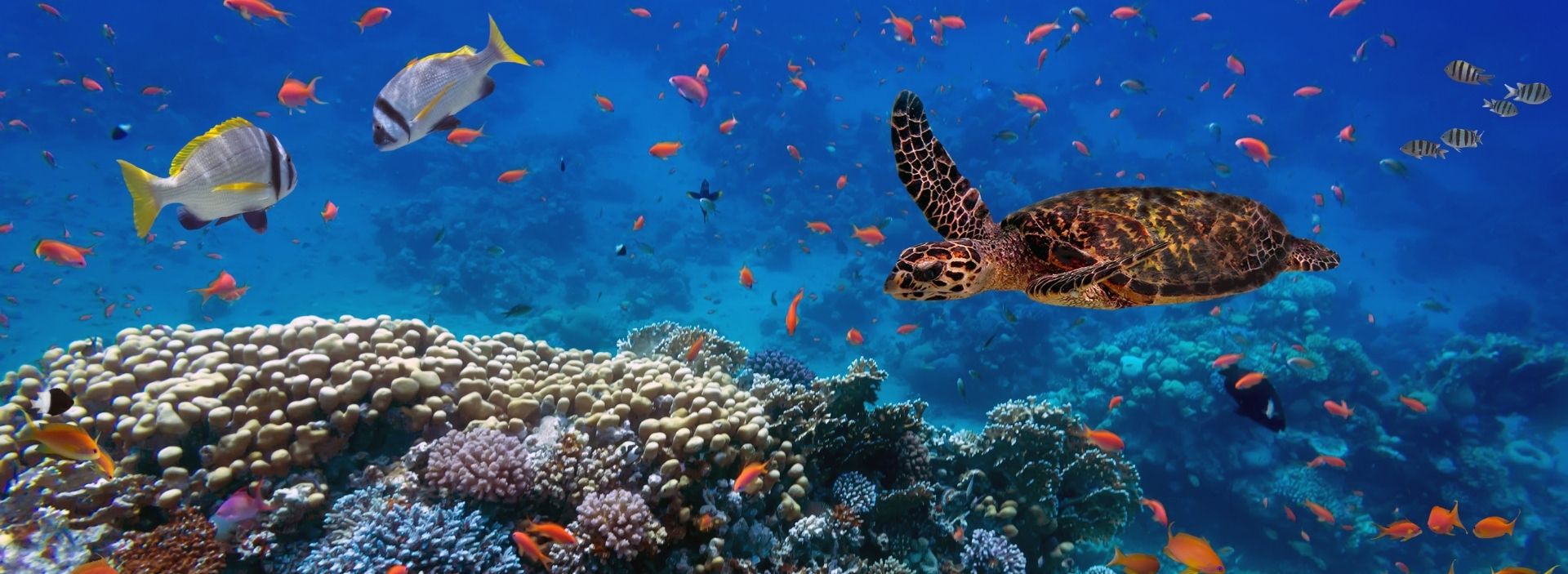 Business Case for Improving Biodiversity-Hero