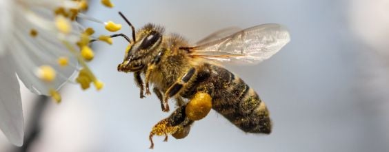 The Future of Business is Nature Positive-Thumbnail