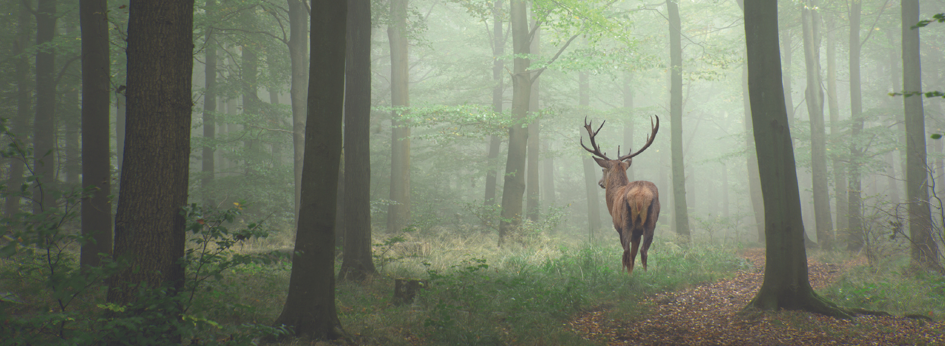 Chevreuil dans une forêt