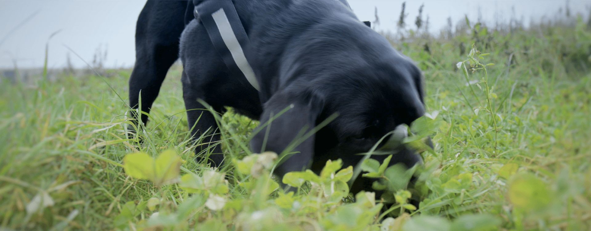 Pollution detection dog - Kira