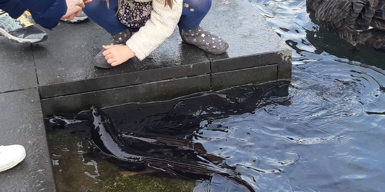 img-landscape-New Zealand longfin eels