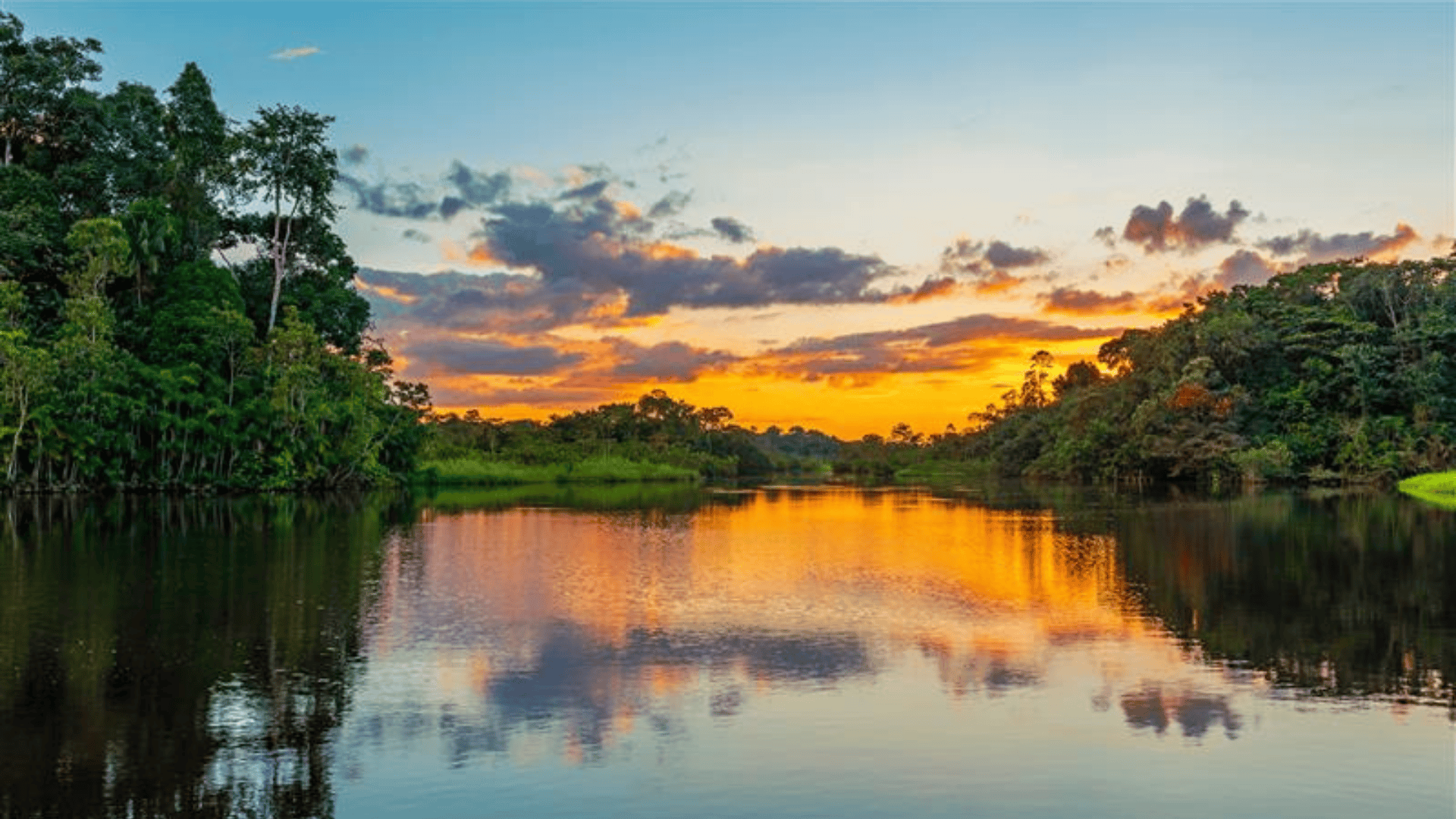 Banner-Amazonas