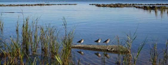 Thumbnail_Secondary_birds_R2