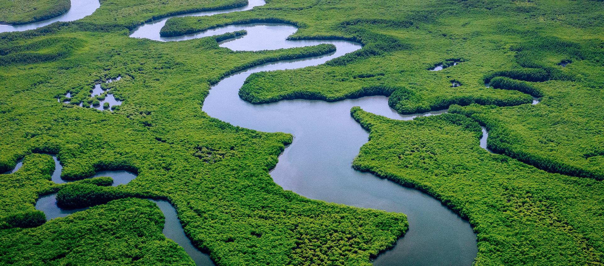 img-mangrove-healthy-ecosystem-aerial