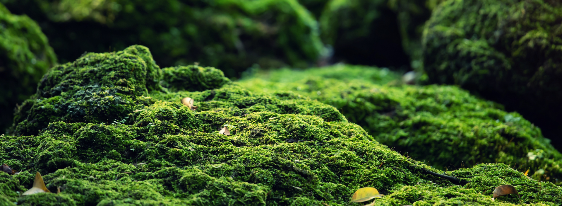 plataforma-analisis-ambiental-paar-hero