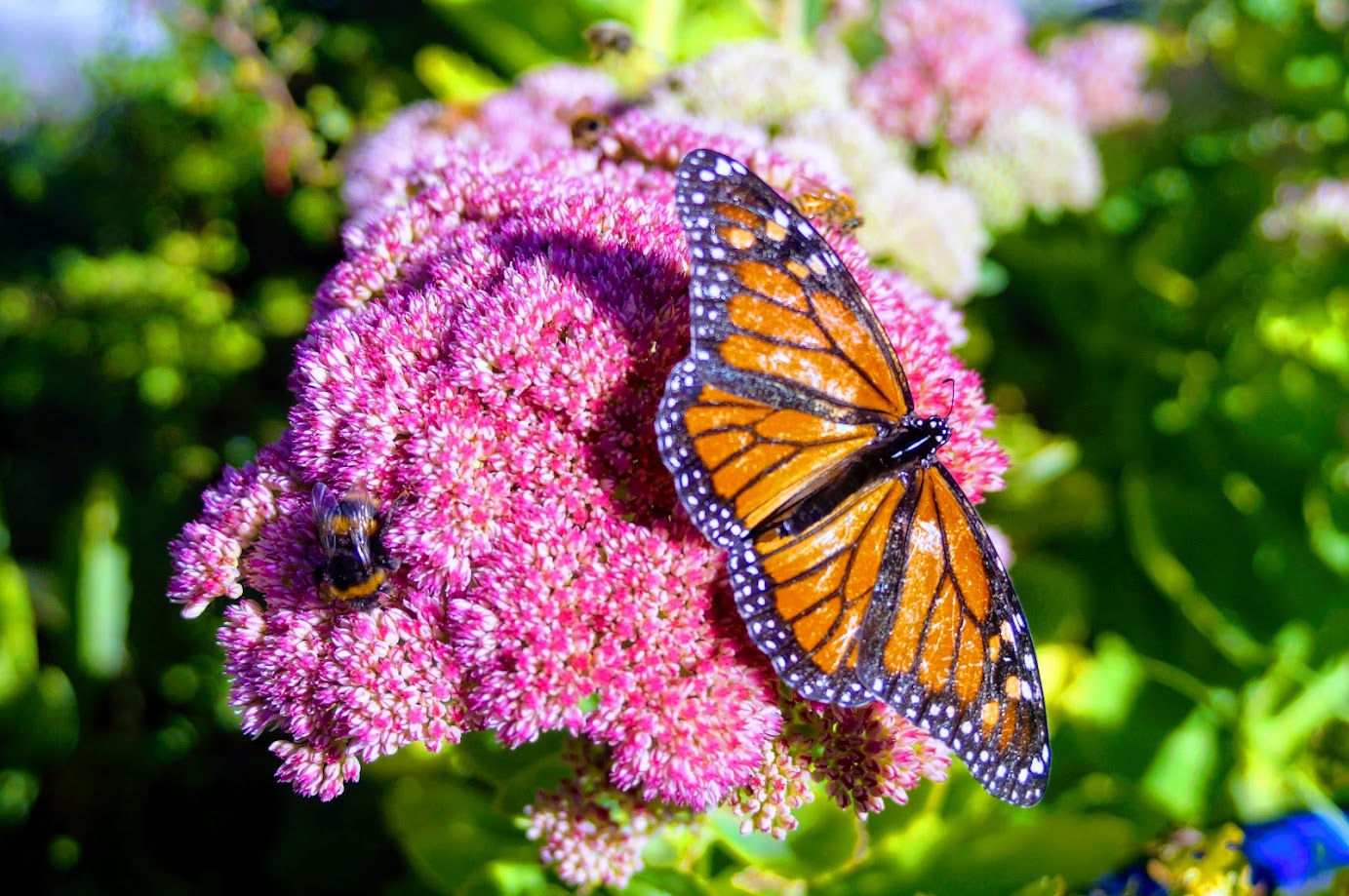 Monarch