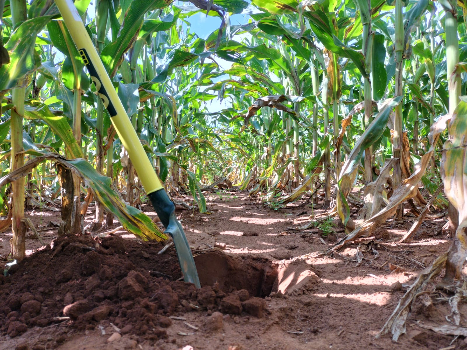 Maximising land use