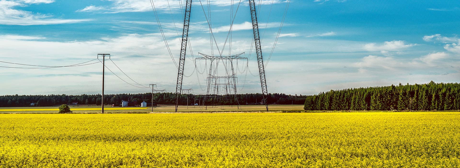Luftburna elkablar som går över rapsfält - en del av Sveriges elsystem.