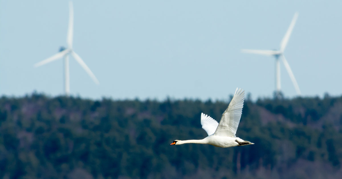 Svan som flyger med bindkraftverk i bakgrunden.