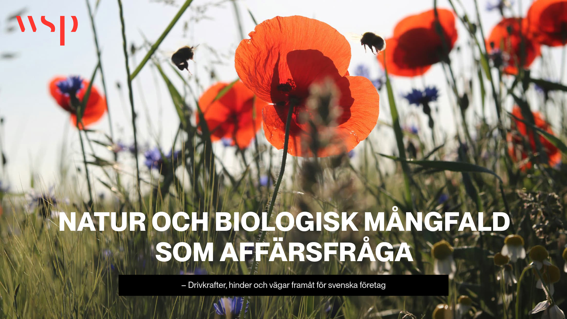 img-WSP_Rapport_Biologisk Mangfald_2026_01