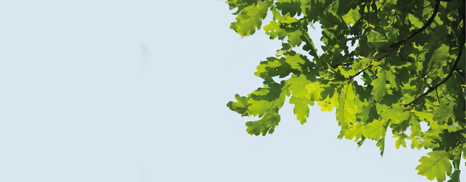 A clear blue sky with green leaves from a tree in view