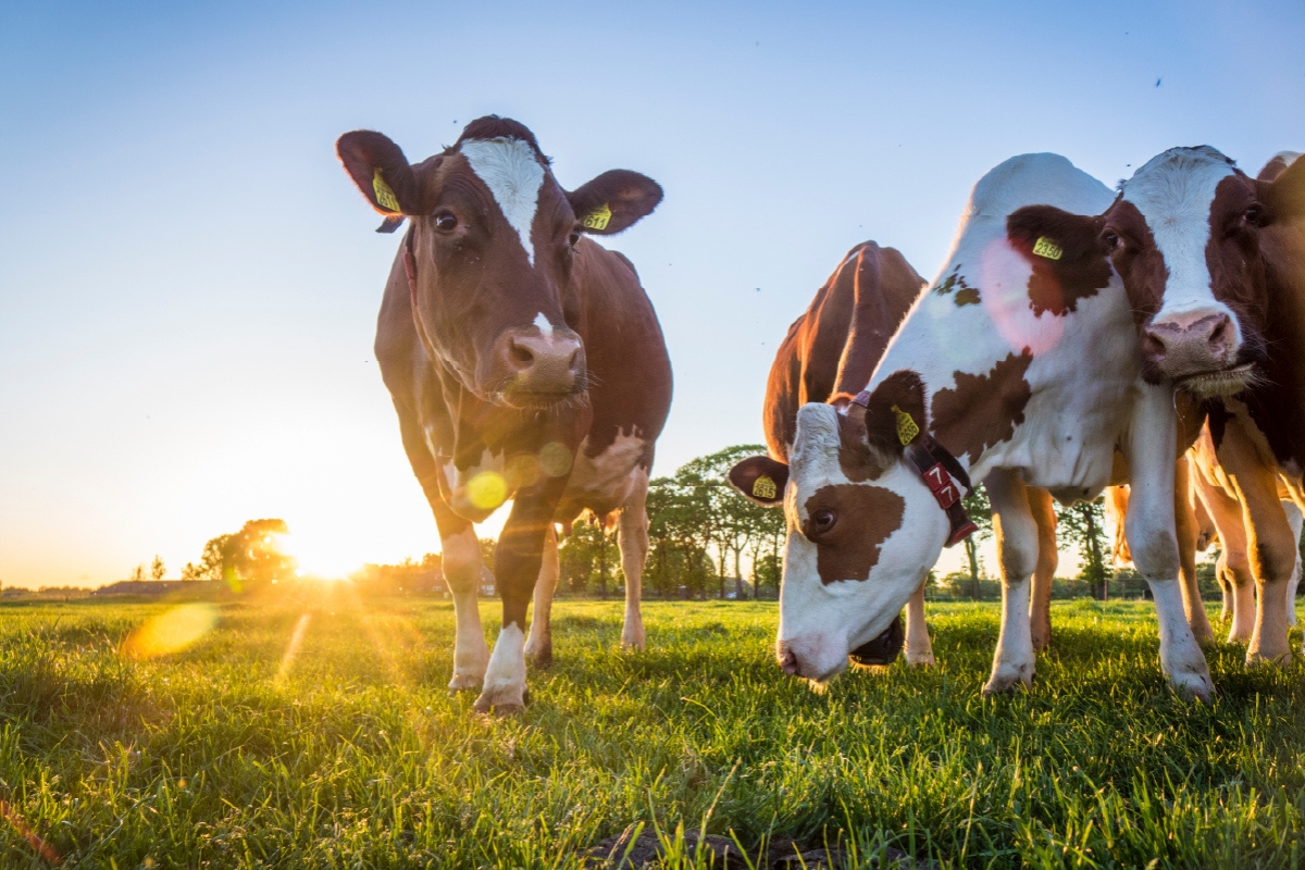 in-page-in-conversion-cow