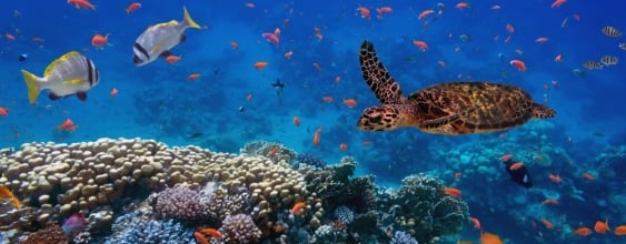 The Business Case for Improving Biodiversity thumbnail