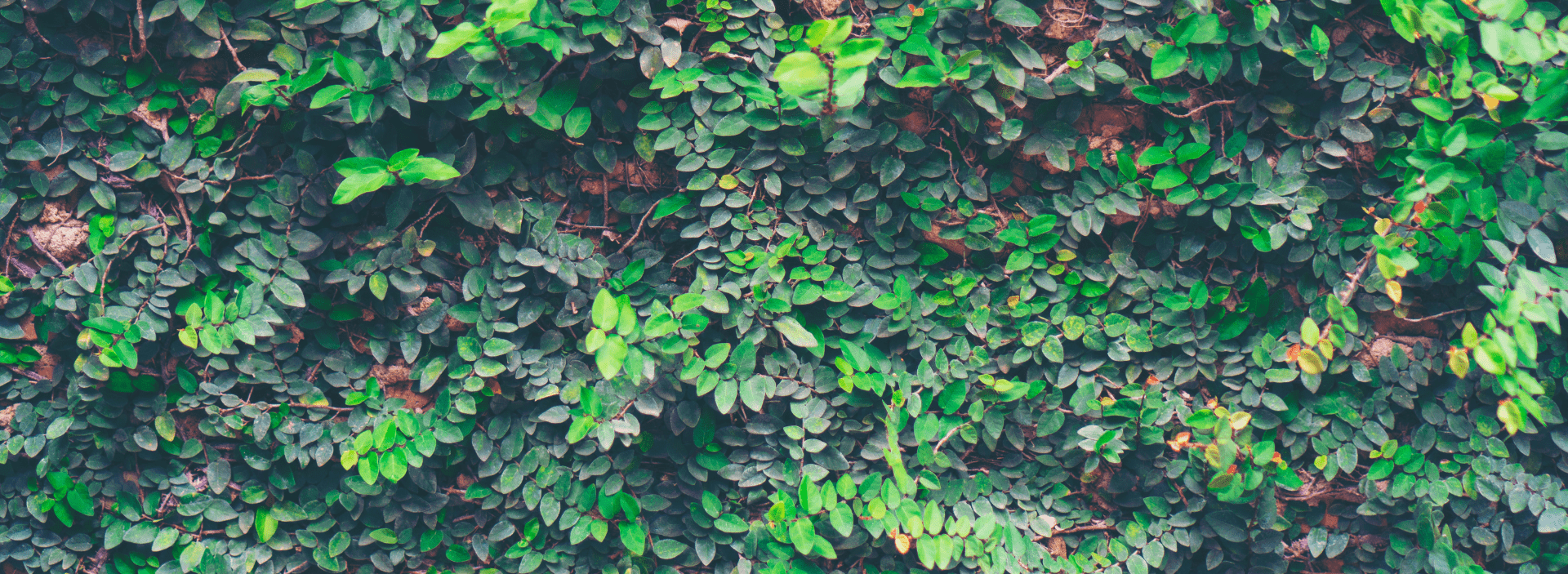 Regenerative_design_banner (1)