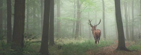 Why we need offsets for forests not just trees thumbnail