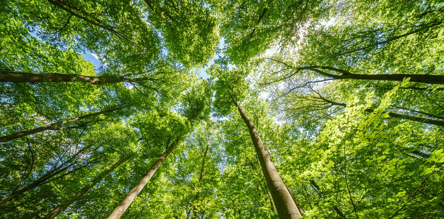 img-earth-day-2026-trees