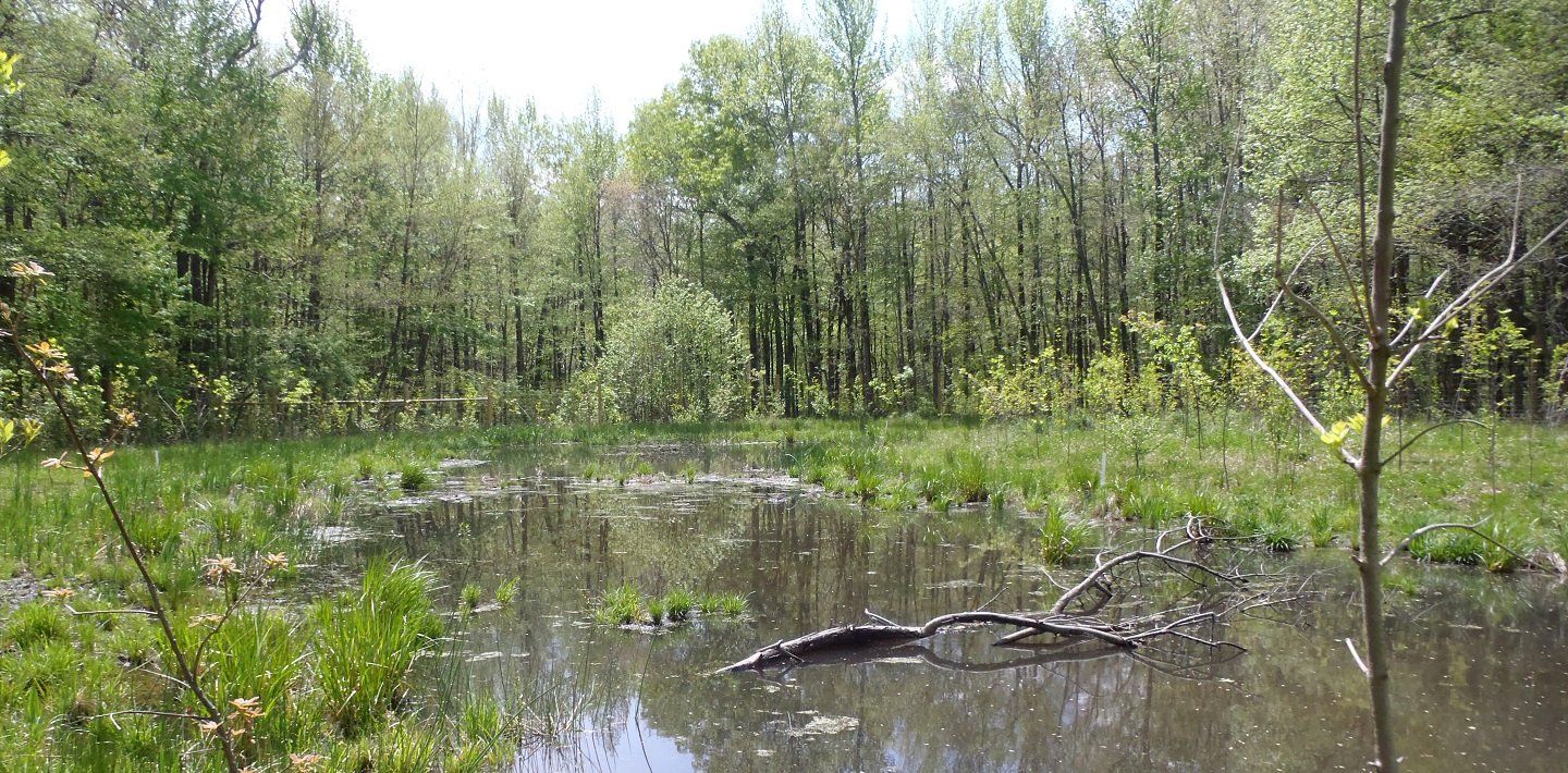 img-covid-19-resilience-vernal-pool