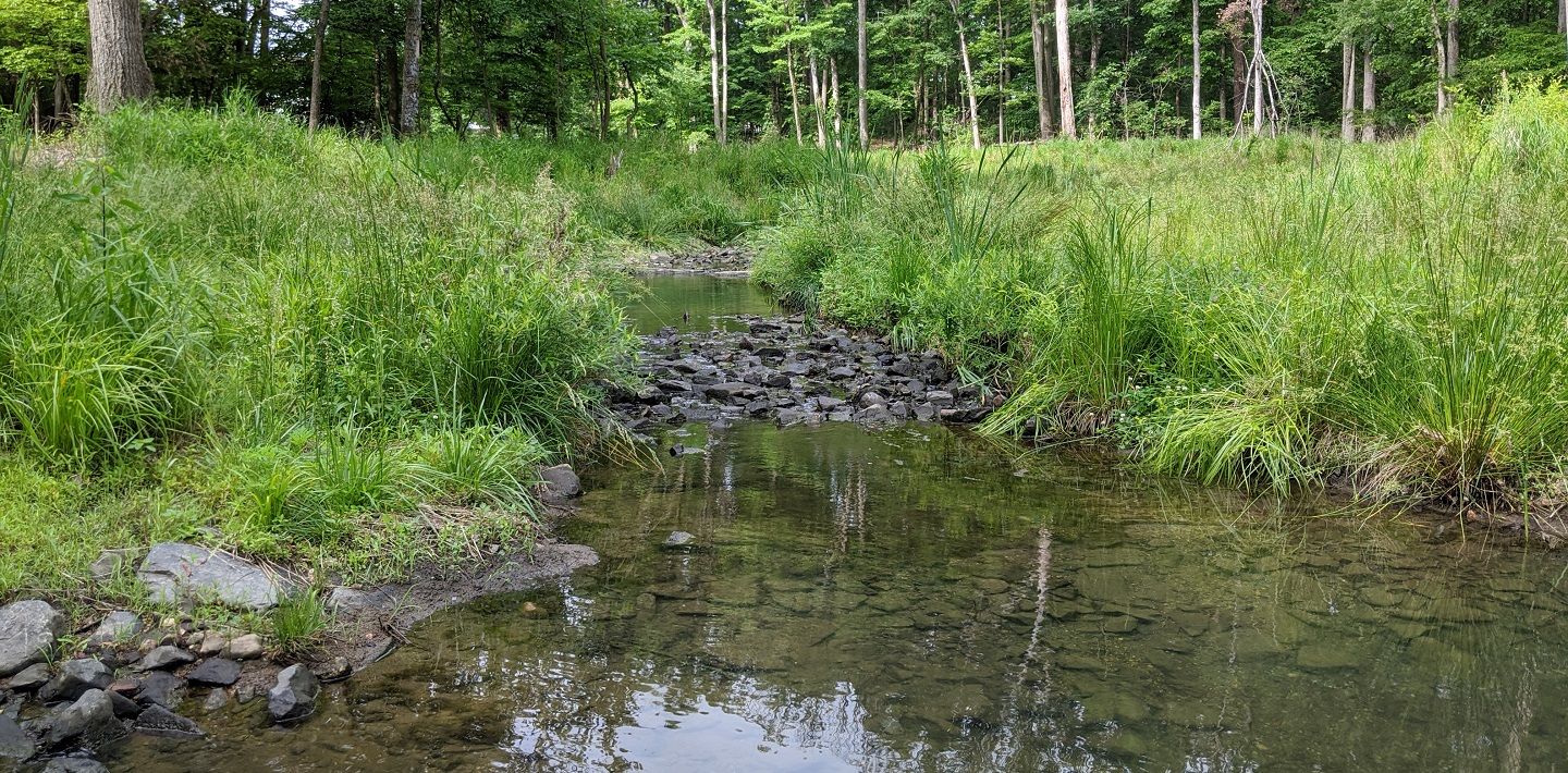 img-dead-run-stream-restoration-pond
