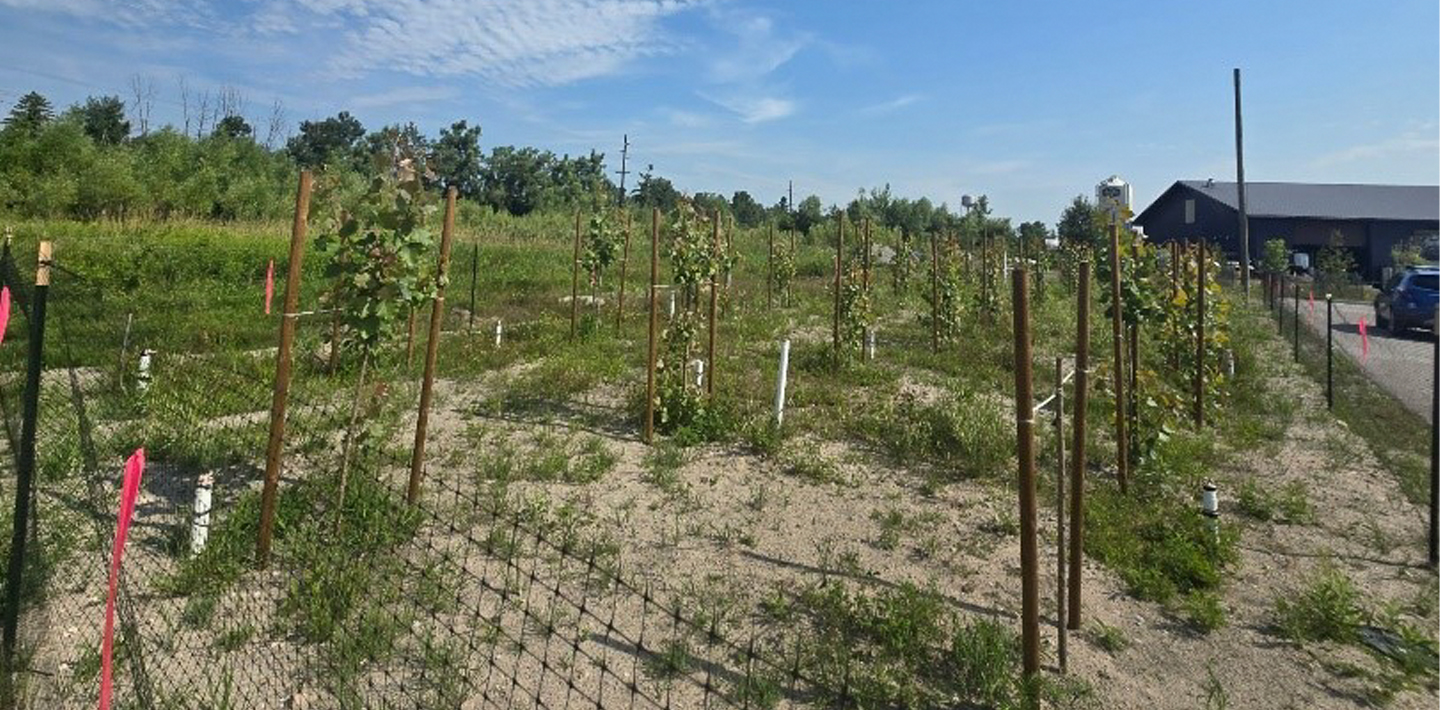 img-pier-barrier-pfas-treatment-trees