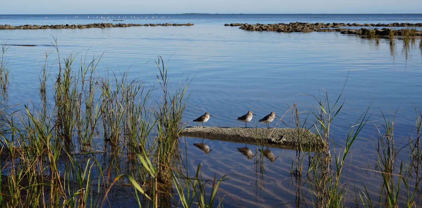img-early-water-planning-matters-birds