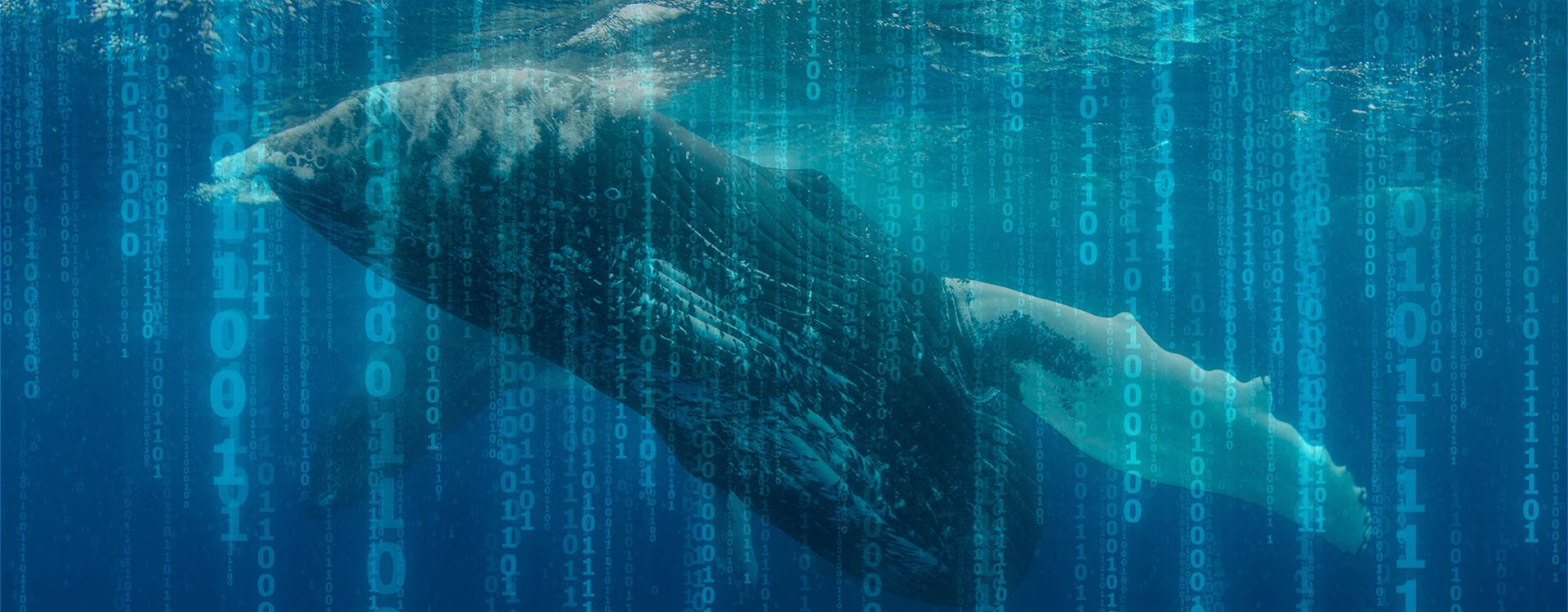 bnr-ca-protecting-the-whales