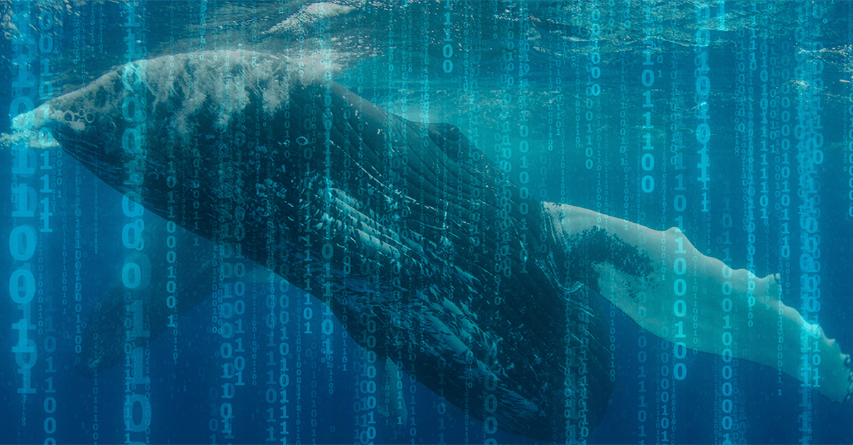 img-ca-protecting-the-whales