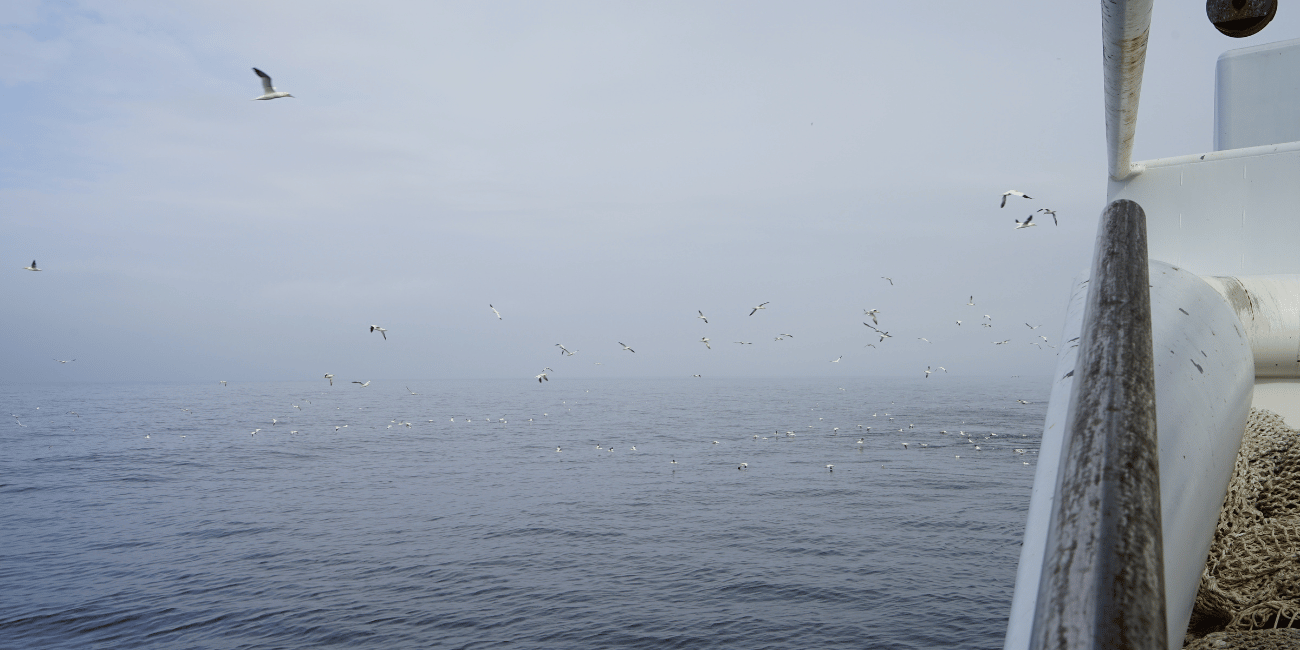 IMG_fugle-som-flyver-ved-fiskerbd