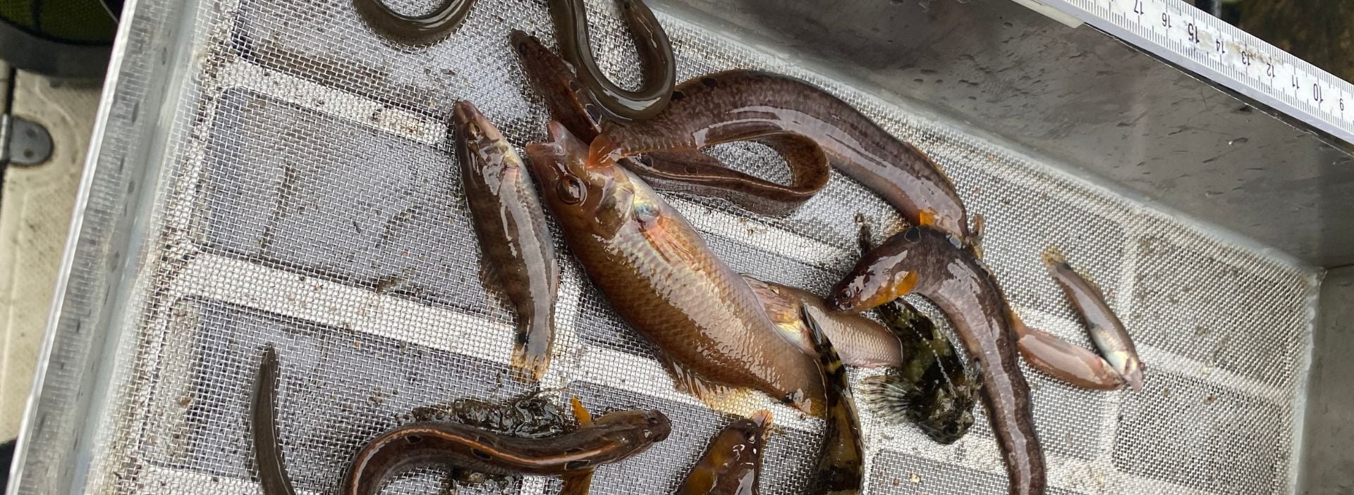 bnr-aal-i-fiskeboernehaver
