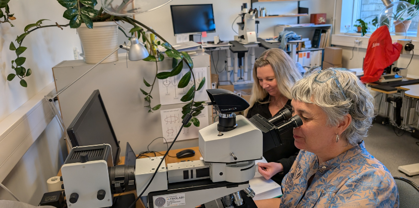 Planktonax og WSP analyserer alger