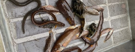 thn-aal-i-fiskeboernehaver