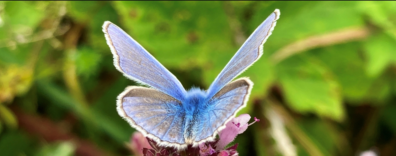 BNR_Biodiversitetsstatement