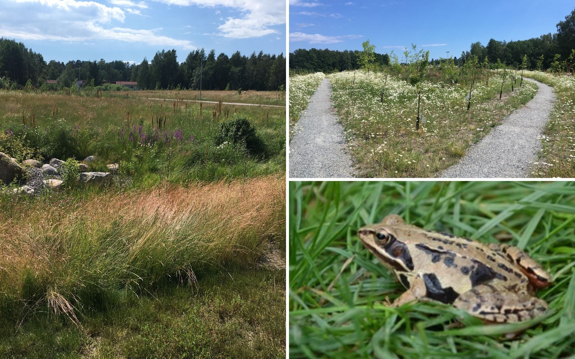 img_frisbee_golf_vuosaari