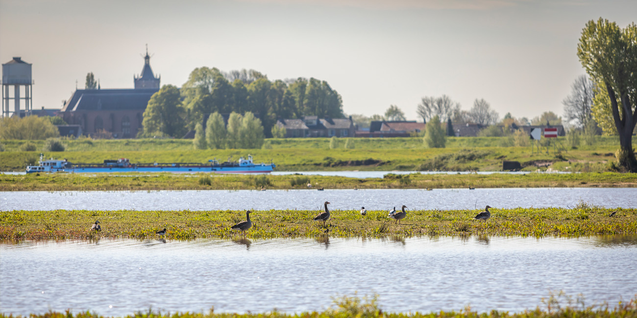 img-website-uiterwaard-schip-vogels
