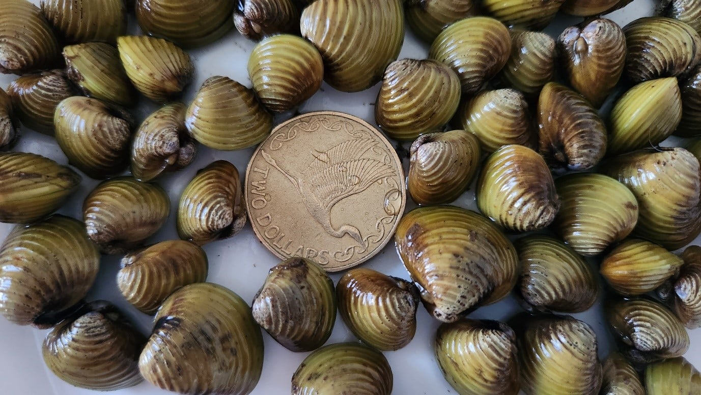 IMG - freshwaterinvasiveclam
